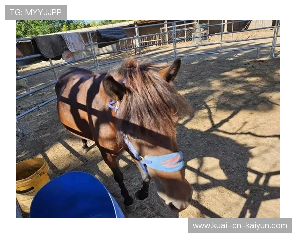泰国马术协会引入智能马鞍系统，实现实时数据监测与分析，提升骑乘体验。